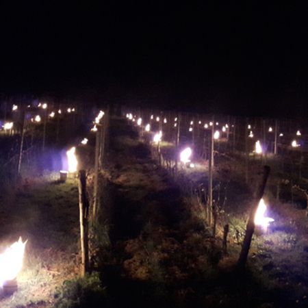 Weinrebe bei Nacht