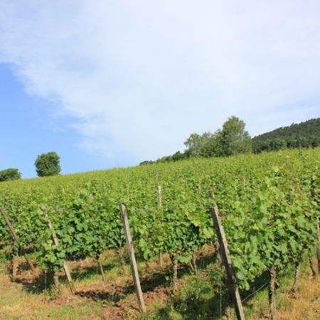 Weitblick auf eine Weinrebe